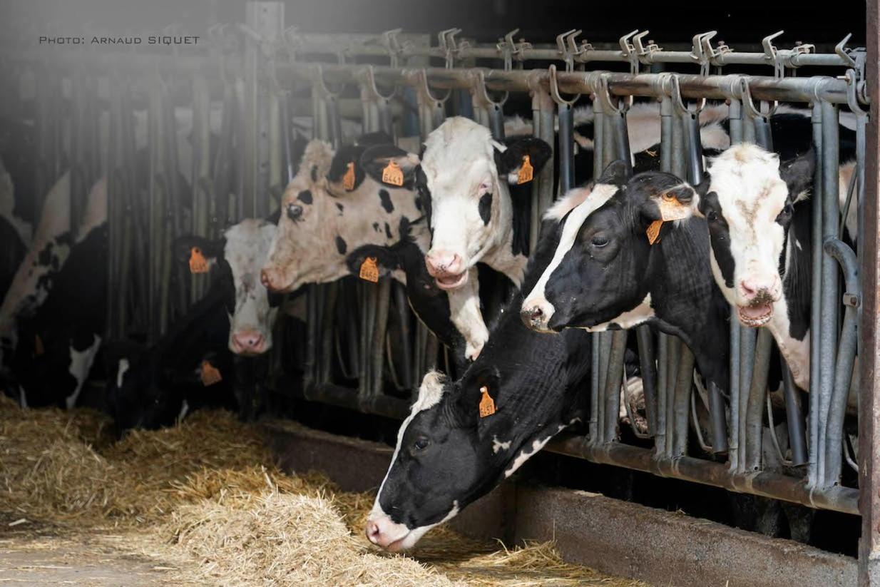 Gite Familial Ferme Des Aujes Falaen Onhaye Luaran gambar